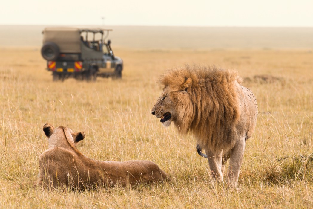 safari in kenya periodo migliore