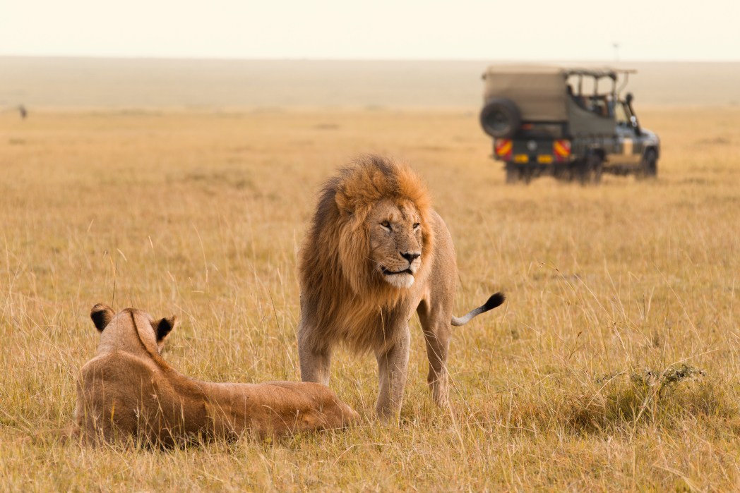 safari africa dove e quando