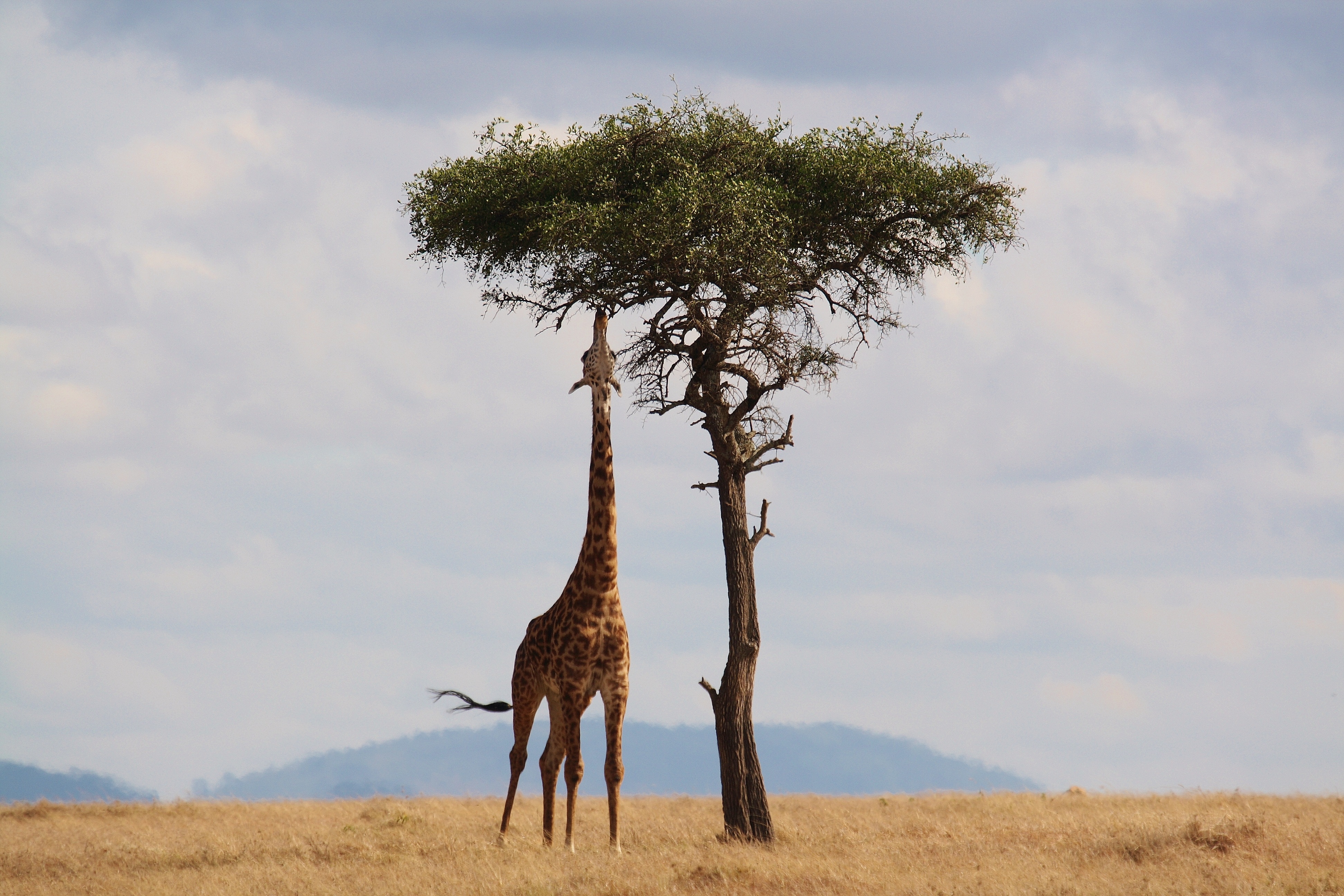 safari in kenya cosa sapere